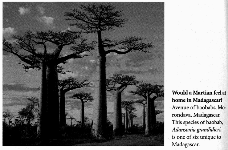 Mysterious Deaths Of Ancient Baobabs Leave Scientists Baffled ysabehaz baobab