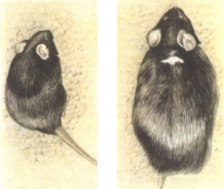 Рис мыши. Генная инженерия на крысах. Геном крысы. Крыса гормон роста.